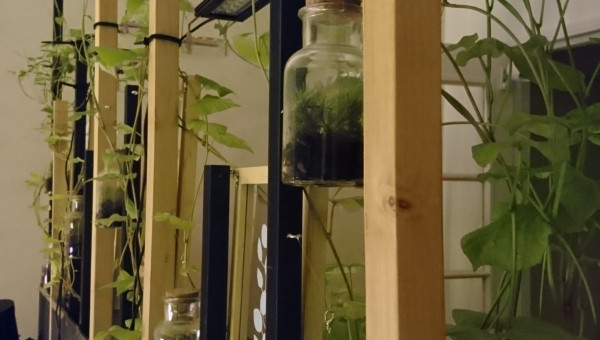 LE VERSO DES PATATES DOUCES