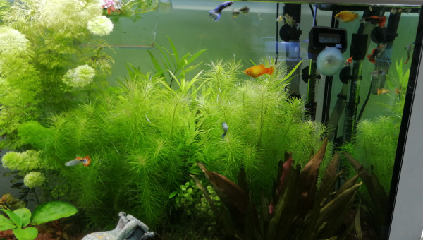 Ça pousse bien sans CO2 ni engrais