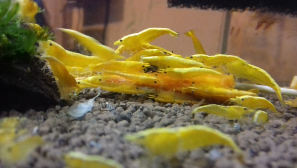 CREVETTE YELLOW FIRE NEON