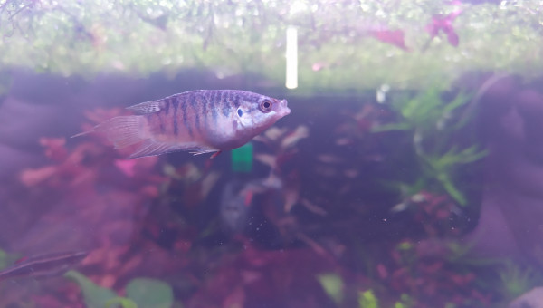 Macropodus opercularis