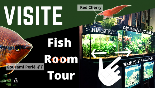 FISH ROOM TOUR