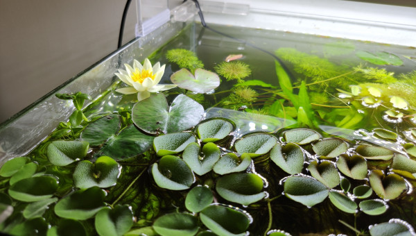 Première fleur de Nymphaea 'Pygmaea Helvola'