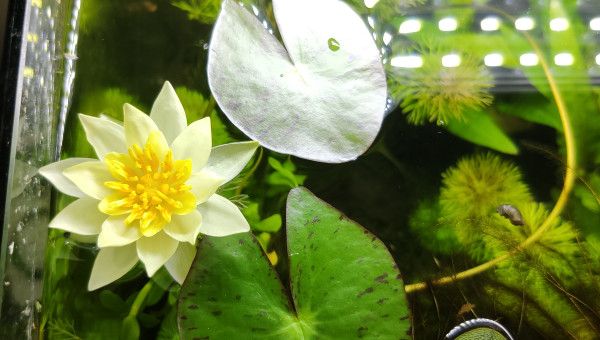 Première fleur de Nymphaea 'Pygmaea Helvola'