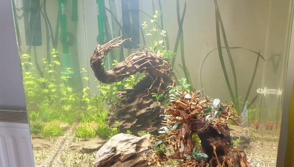 Aquarium Bonsaï 5 jours!