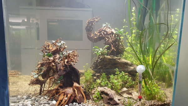 Aquarium Bonsaï 5 jours!