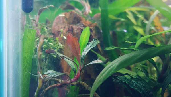 les belles buce qui poussent chez Juni :)