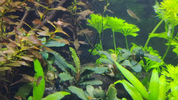 Alevin de Boraras Naevus