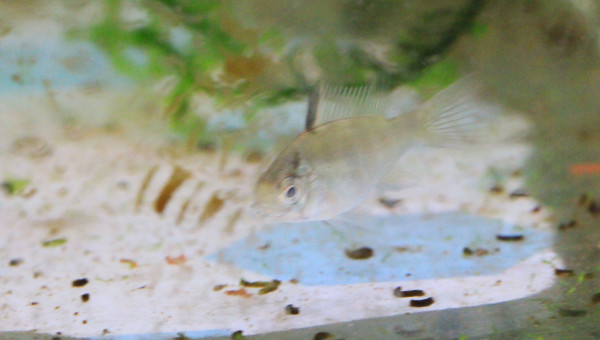 Ramiwarior âgé d'un mois et demi