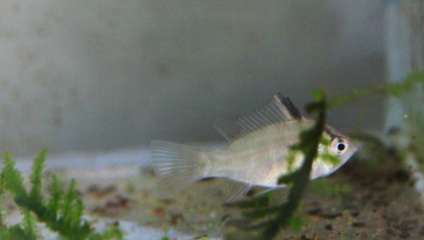 Ramiwarior âgé d'un mois et demi