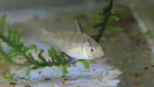 Ramiwarior âgé d'un mois et demi