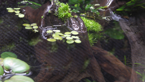salvinia minima de MrBear