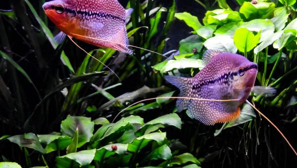 Le couple de Gouramis Perlés