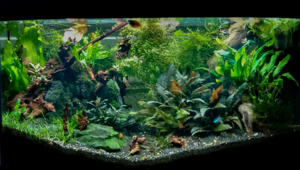 Jungle by marlenemlx