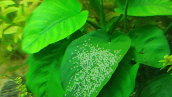 3ème ponte du couple