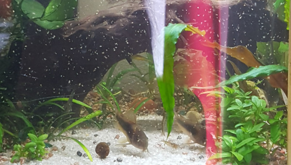 Il neige des rotifer !