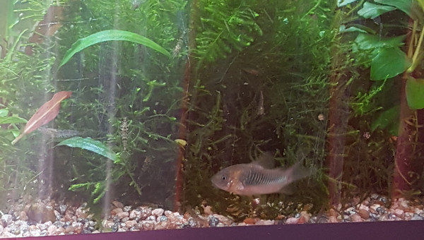 Il neige des rotifer !