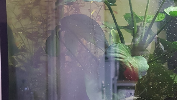 Il neige des rotifer !