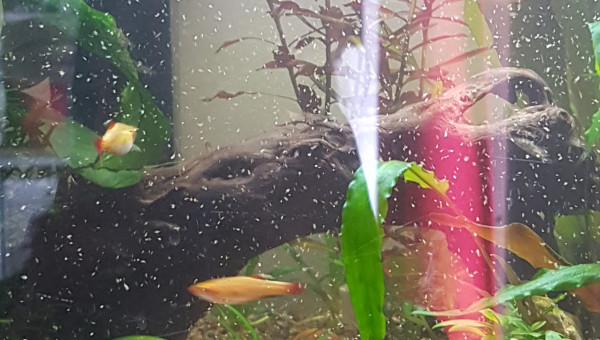 Il neige des rotifer !