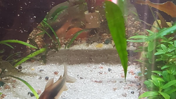 Il neige des rotifer !