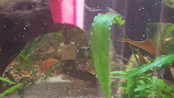 Il neige des rotifer !