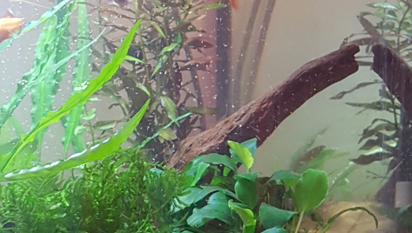 Il neige des rotifer !