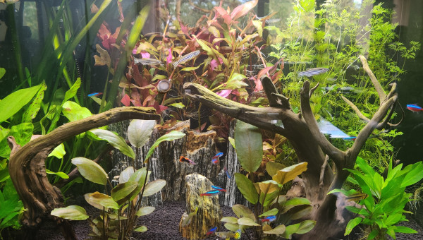 Nouvelles photos du 28 juillet 2020