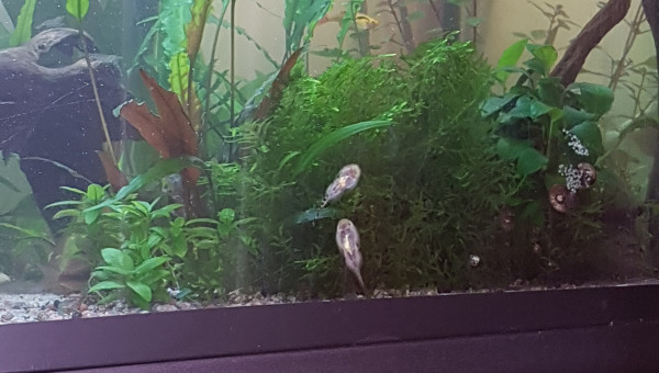 Pixi est de sortie... chacun fait sa vie.