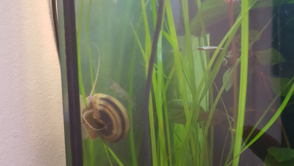 Pixi est de sortie... chacun fait sa vie.