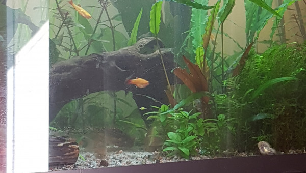 Pixi est de sortie... chacun fait sa vie.