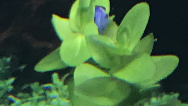 Bacopa de Caroline, ( caroliniana )