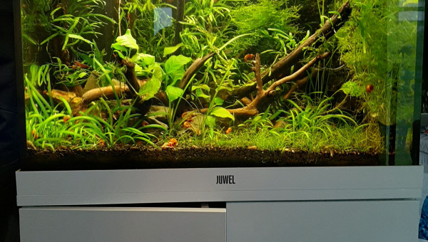 QLido 120 asiatique 90 j