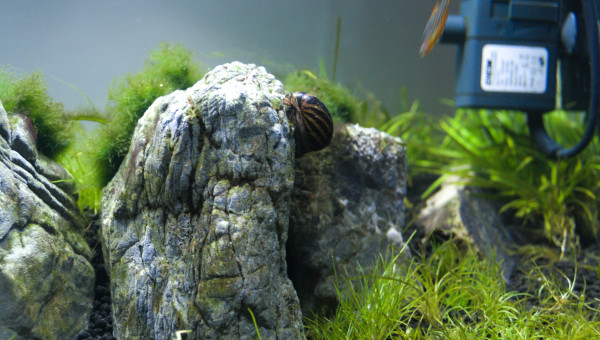 Les Trois Pucelles: 2 mois et demi après