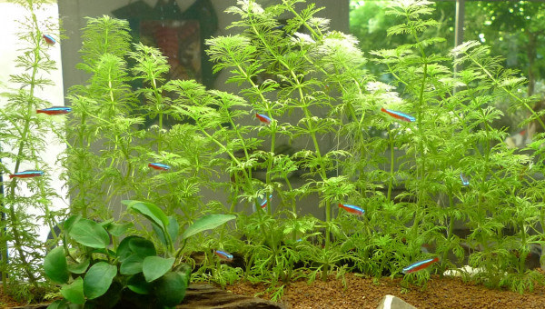 L'arrivée des néons