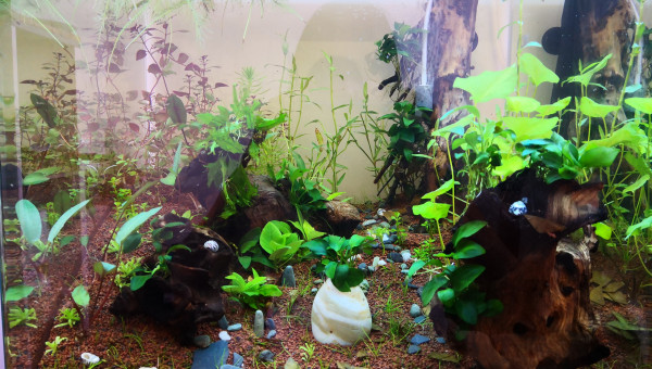 Ça pousse... Doucement mais sûrement