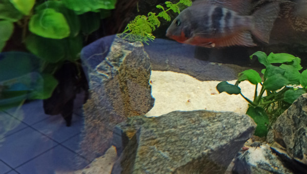 Ponte plus conséquente