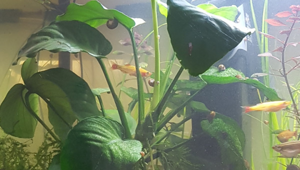 Ca pousse ça pousse