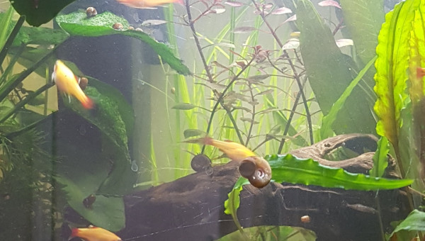 Ca pousse ça pousse