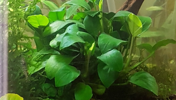 Ca pousse ça pousse