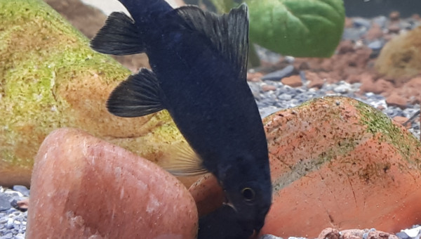 Epalzeorhynchos bicolor