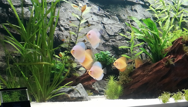 Petits Discus