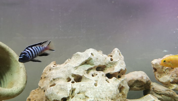 12.08  saulosi en incub