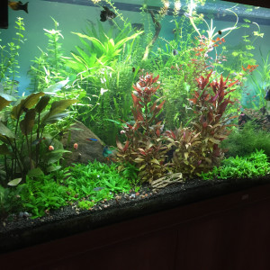 Publication de papaquinou