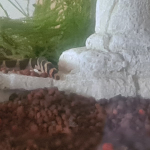 Publication de Licute