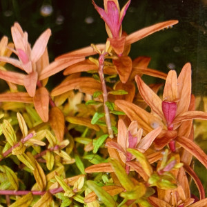 Publication de Hoytibus