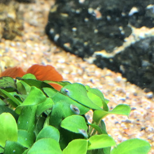 Publication de Maximilien95