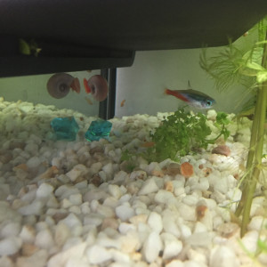 Publication de Gigibebou