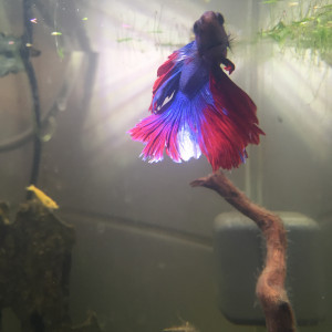 Publication de pasta_boxXx