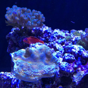 Publication de FrancoisAdam