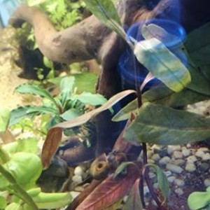 Publication de aquariophile123456789