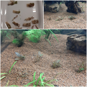 Publication de Fouch1